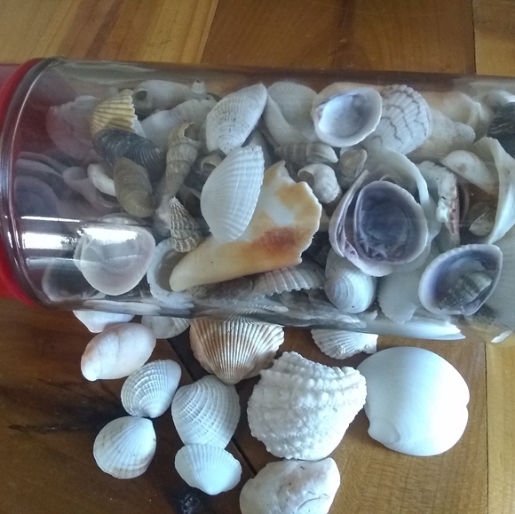 Other - Sea Shells 🐚